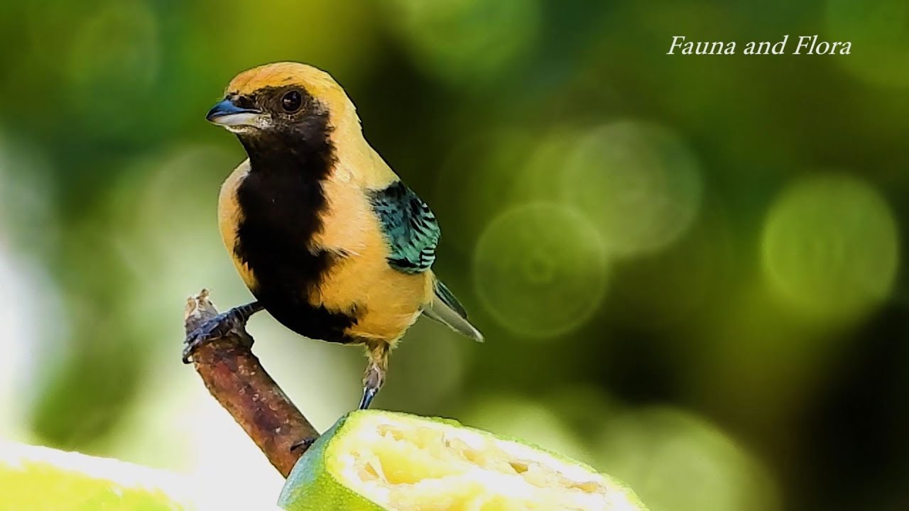 Burnished-buff Tanager, Tangara cayana, Saíra amarela, Birds in search