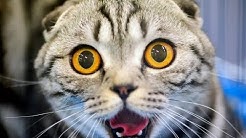 СМЕШНЫЕ КОТЫ И СОБАКИ МАЙ 2019 - ЛУЧШИЕ ПРИКОЛЫ С ЖИВОТНЫМИ - Greenli
