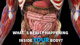Amazing Body Rhythms Peristalsis, Breathing & Heartbeat Explained