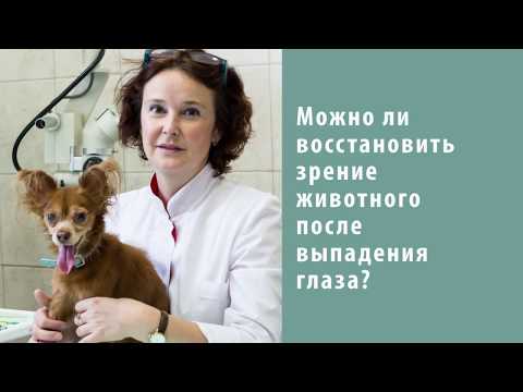 Советы ветеринарного врача. Можно ли восстановить зрение после выпадения глаза?