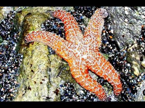 Seashore Life: Tide Pools at Leo Carillio State Pa...