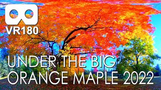 Under The Big Orange Maple (2022): 5 Minutes of Autumn Peace in VR