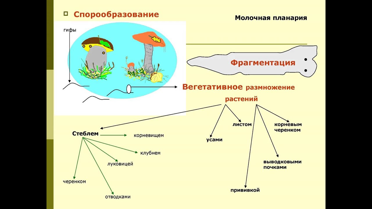 Образование спор характерно для