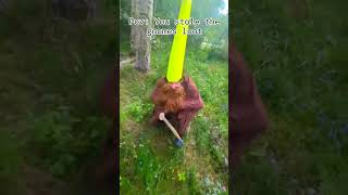 Pov: you stole the gnomes loot.       #gnome #meme #teamgnome #fypyoutube #gnomes