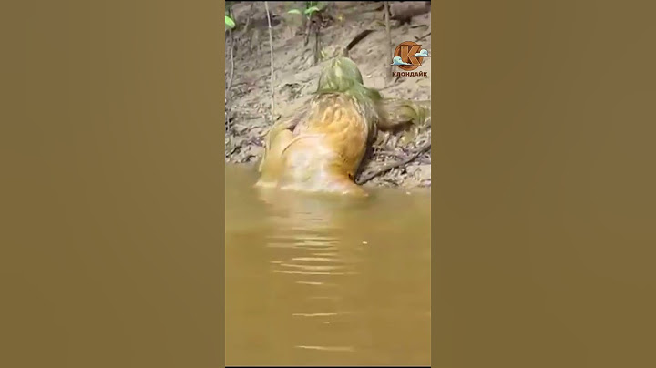 Монстр вылезает из воды.
