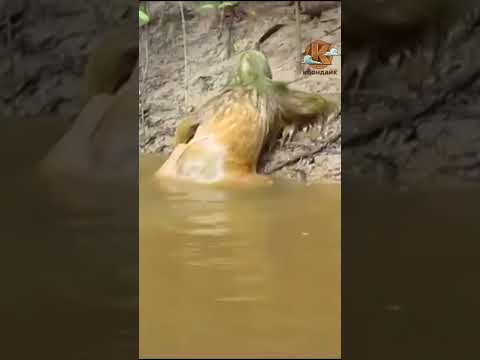 Монстр вылезает из воды.