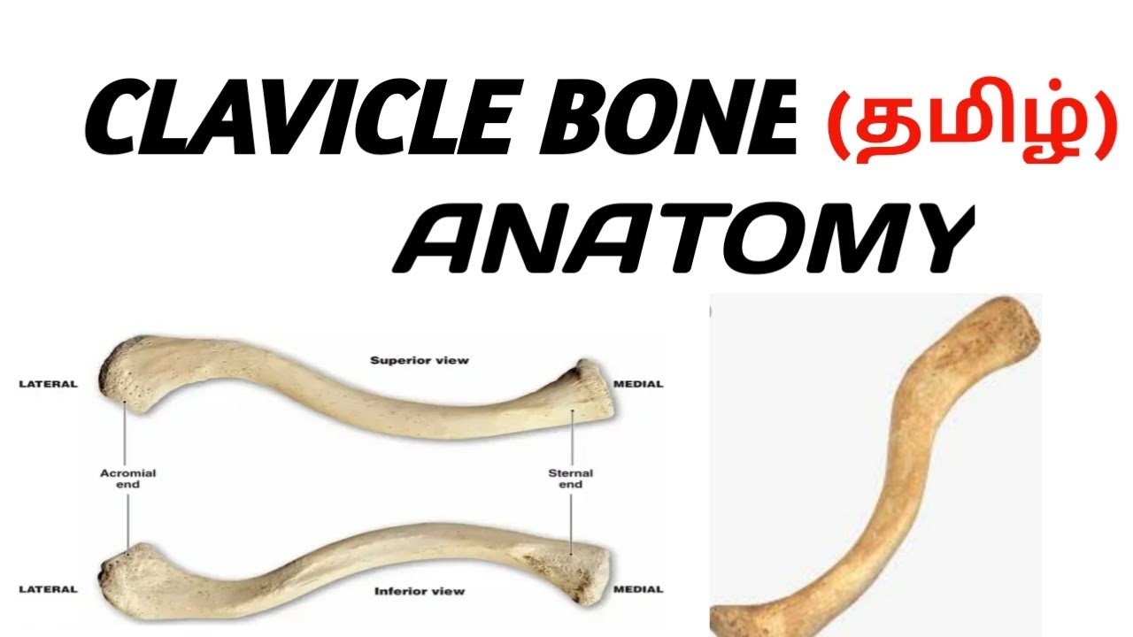 CLAVICLE BONE | HUMAN ANATOMY | தமிழ் . - YouTube