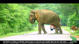 The elephant on the road is trying to catch the vehicles   #elephantattack by BLACK ELEPHANT 490 views 2 weeks ago 4 minutes, 18 seconds