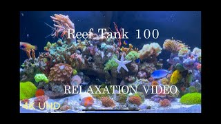 Reef Tank 100. Starfish. 4K Full Hour Reef Tank Relaxation Video.Screensaver. Soothing Music. screenshot 1