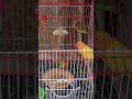 Lovebird swing #shortvideo #lovebirds #birdssound