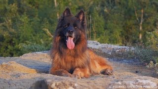 German Shepherds SlowMotion [Porto & Puma] HD