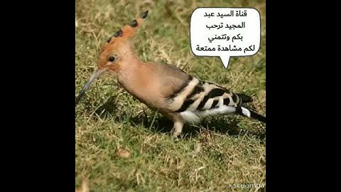 اسمع بقلبك ،❣️سوره النمل❣️اجمل الاصوات