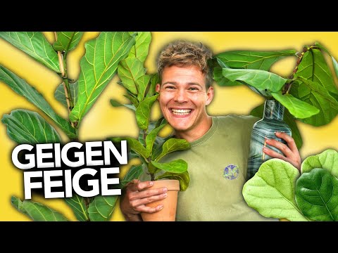 GEIGENFEIGE RICHTIG PFLEGEN - डेर अल्टीमेटिव गाइड | जॉय का जंगल