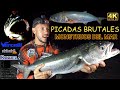 🔴 DEPREDADORES DEL MAR CON PICADAS BRUTALES | VAMOS EN BUSCA DE LA ANJOVA Y DAMOS CON ELLAS 🔴