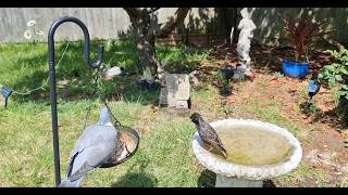 A Pigeon Took Over My Backyard Bird Feeder 🕊️ Funny & Relaxing Bird Bath Ambience