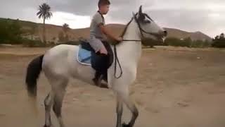 Der Araber-Berber Djahina