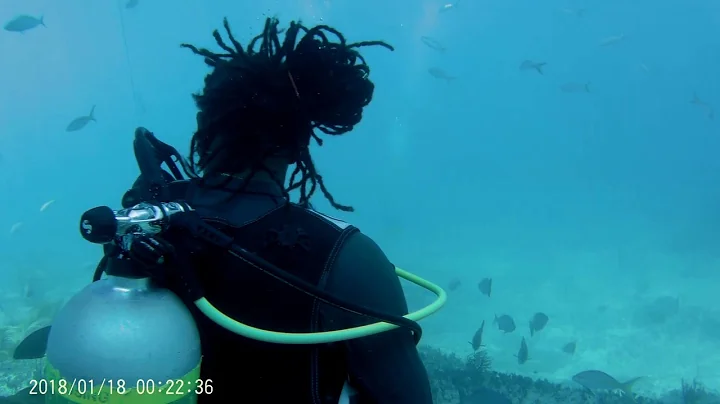 Neal Watson's Shark Safari Bimini August 2018