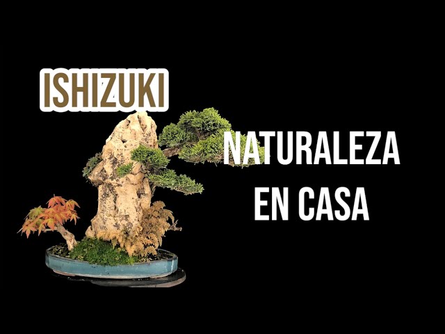 Ishizuki bonsi, Naturaleza en casa