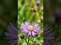 Bee #flawers #bee #nrw #view
