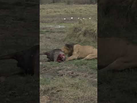 Lion VS Croc