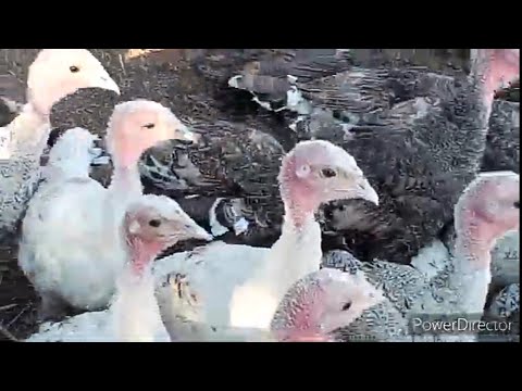 Video: Hazır bişmiş hinduşkaları kim satır?