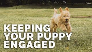 Keeping Your Puppy ENGAGED NOW!