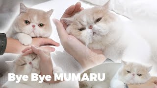 Bye Bye MUMARU 🤍