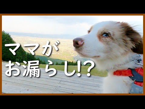 【散歩デビュー】ある意味いい経験をしました😆【ボーダーコリー】