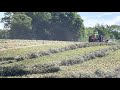 Oliver 77 raking hay