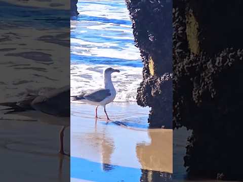 Hermosa Beach, California,