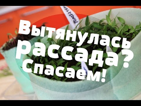 Вытянулась рассада. Что делать? Ответ прост.(03.03.2016 г.)