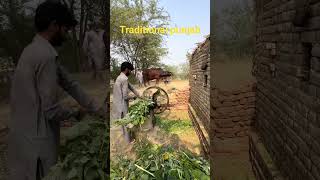 Traditional punjab