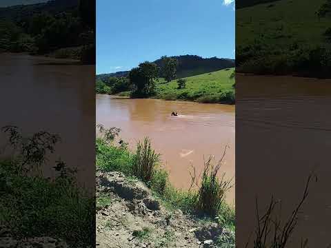 Pangaré bom de nado