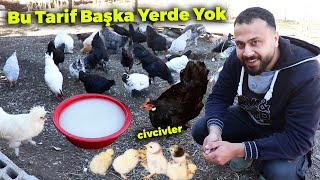 Bu Tarifle Tavuklarınız Gurk Olacak ! 2. Gurk Civcivleri Çıktı - Yumurta Toplama - Çiftlik İşleri