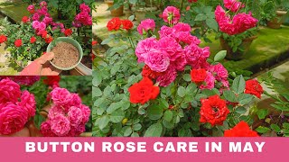 Complete Care for Button Rose/Miniature Rose during May|चाइना गुलाब को गर्मियों में कैसे केयर करें