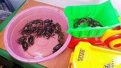 bắt Con Cua chơi xe chở cát - culytv real crab toy for kids