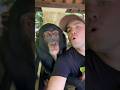 Chimpy likes to get loud chimpanzee shorts