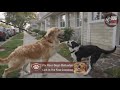 Stop Walking Your Dog If He Does THIS Fix Lunging Fast