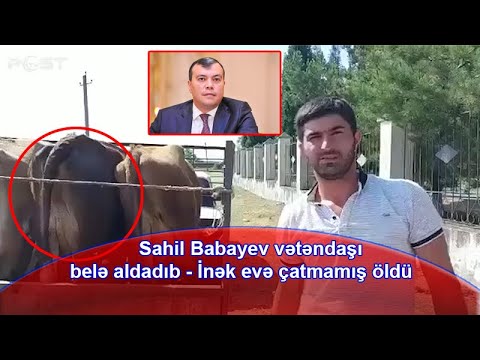 Dövlət Məşğulluq Agentliyinin vətəndaşlara sırıdığı xəstə inəklər...