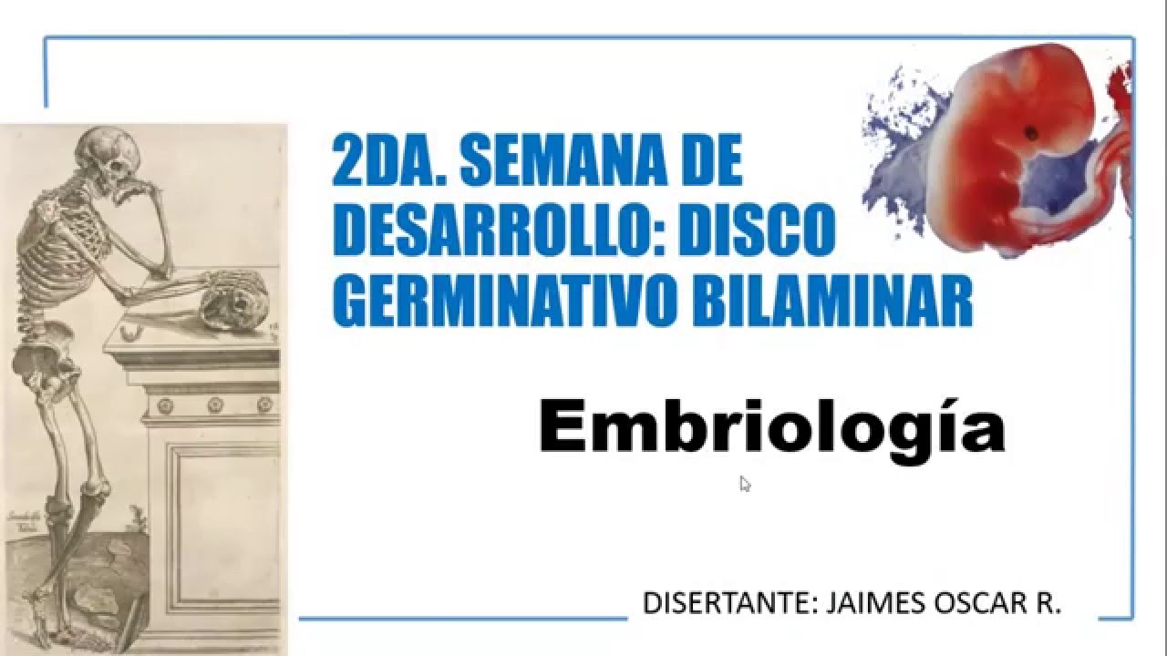 Segunda semana de desarrollo embrionario - disco g - YouTube