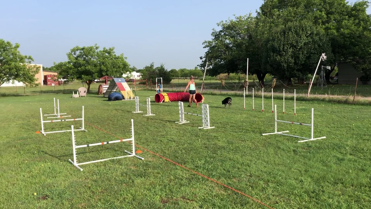 USDAA Gamblers - Course 1 - July 3 - YouTube