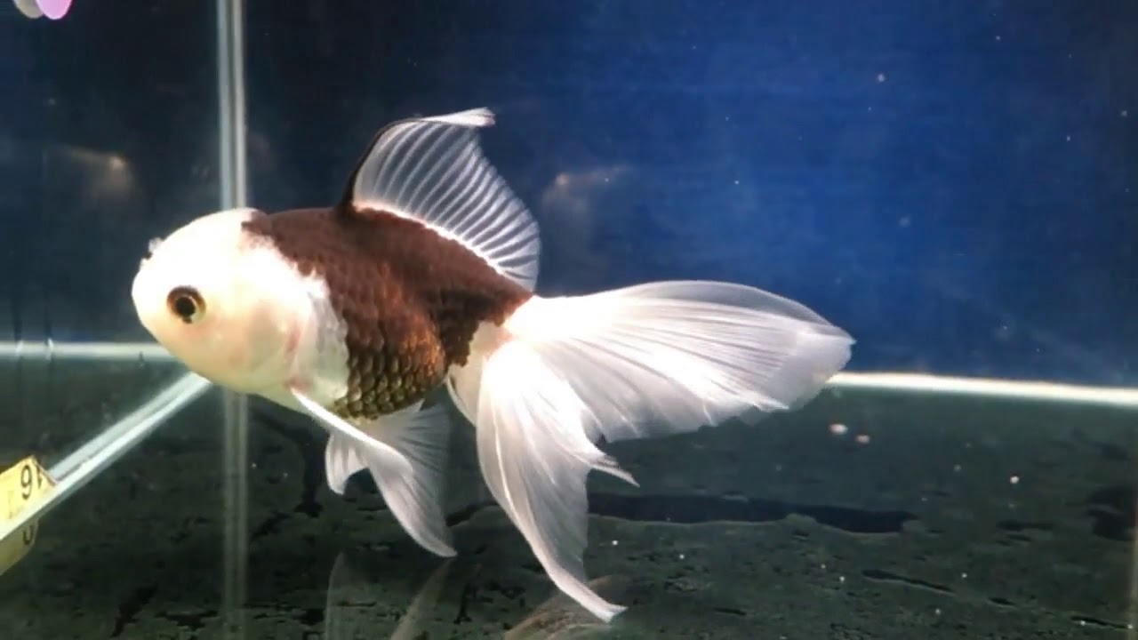 panda oranda goldfish