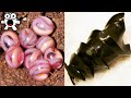 Weird Animal Eggs That Are Extremely Strange