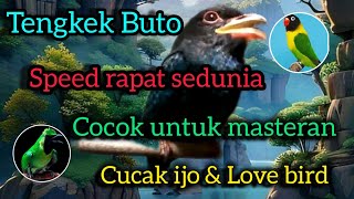 TENGKEK BUTO speed rapet untuk masteran Love Bird \u0026 Cuca Ijo (Egaedo)