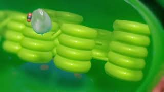 C4 Pathway Animation Only