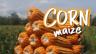 Growing and Harvesting Corn in the Philippines