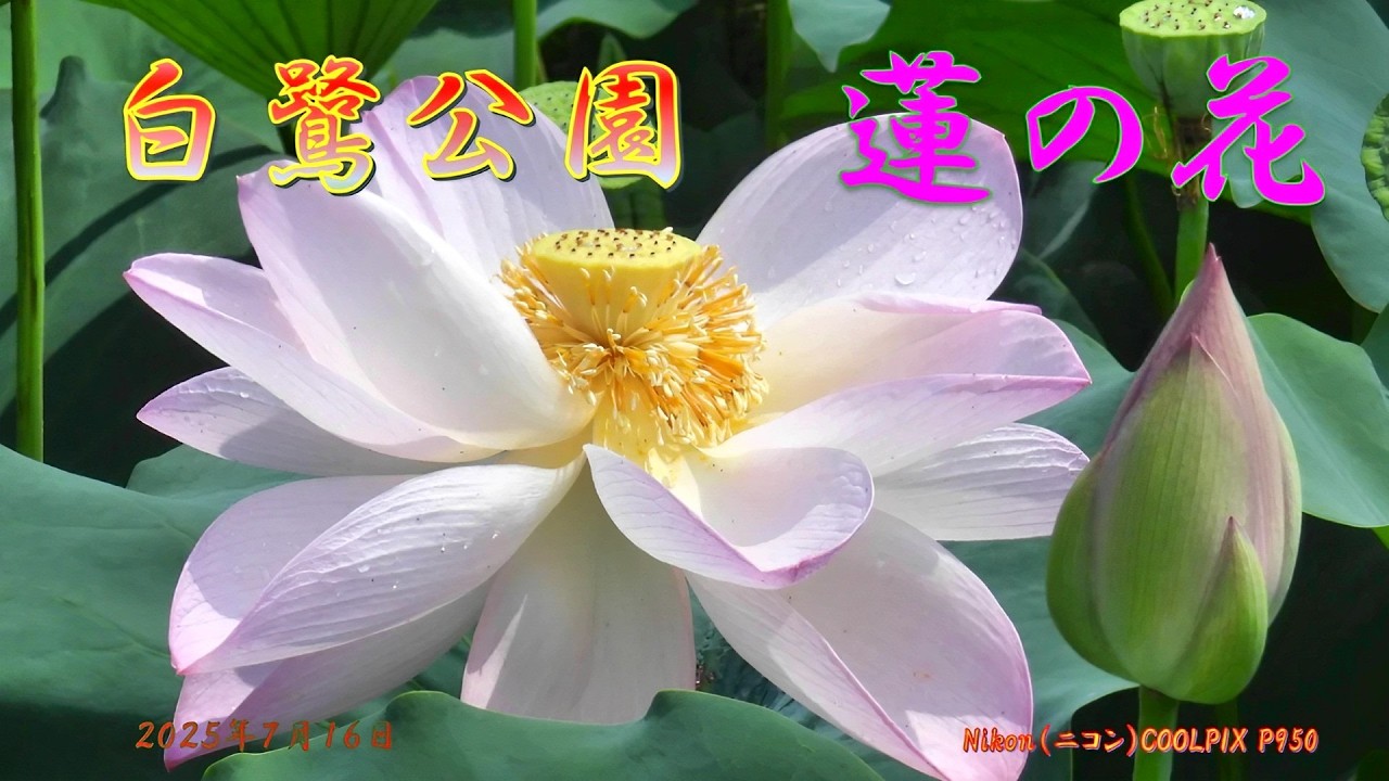 白鷺公園の蓮の花（2025年7月16日） - YouTube