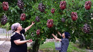 видео: БАБУШКА СОБРАЛА ЧЕРНУЮ ШЕЛКОВИЦУ И ПРИГОТОВИЛА НА ЗИМУ НАТУРАЛЬНЫЙ КОМПОТ картинка: БАБУШКА СОБРАЛА ЧЕРНУЮ ШЕЛКОВИЦУ И ПРИГОТОВИЛА НА ЗИМУ НАТУРАЛЬНЫЙ КОМПОТ