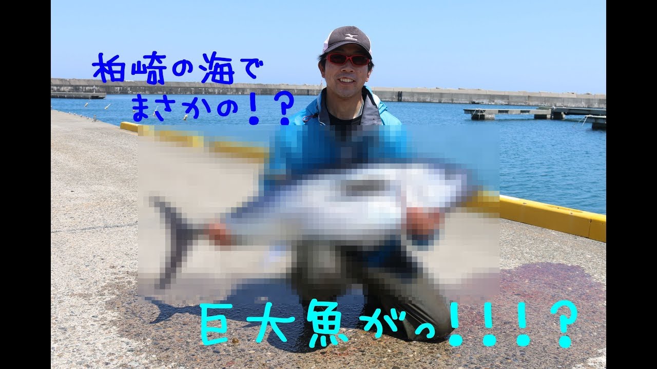 huge fish in Kashiwazaki of the sea! ? - YouTube