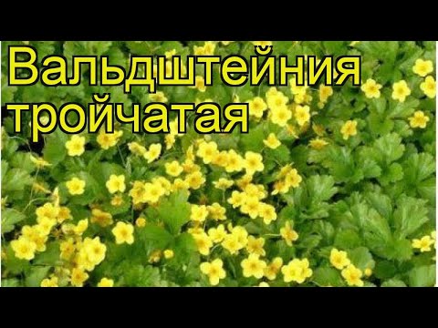 Бейне: Вальдштейния